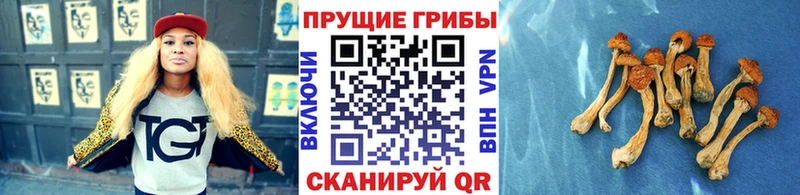 Псилоцибиновые грибы GOLDEN TEACHER  shop состав  мега зеркало  Дятьково  цены  